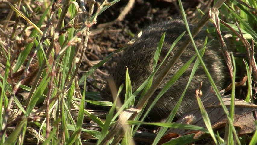 Small Field Mouse Eating Grass On The Rural Field In Front Oh The Hole ... Biology Diagrams