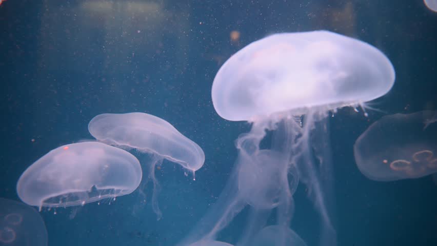 Bell Jellyfish (polyorchis Spp.) Stock Footage Video 648898 - Shutterstock