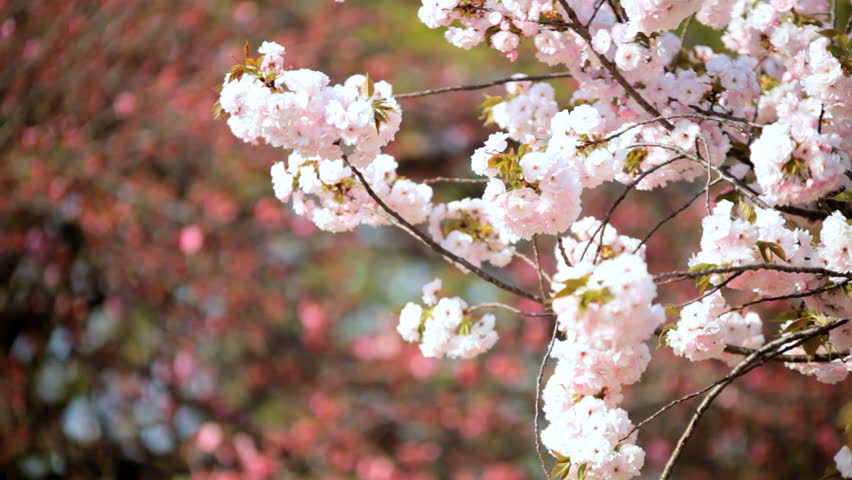 japanese sakura trees pink cherry blossom fruit shinjuku gyoen national park nature tokyo asia japanese sakura trees pink cherry blossom fruit shinjuku gyoen national park nature tokyo asia