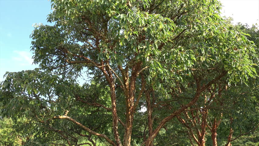 Header of Acer griseum