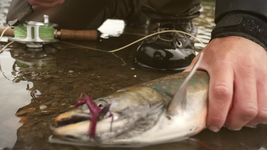 Smart Large Black Crow Picks Up Piece Of Fruit From Saucer On Fish Dehooked On A Riverbank 4k Stock Video Clip