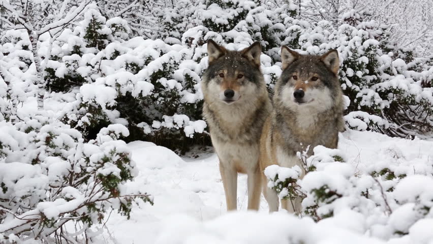 Header of Alerted