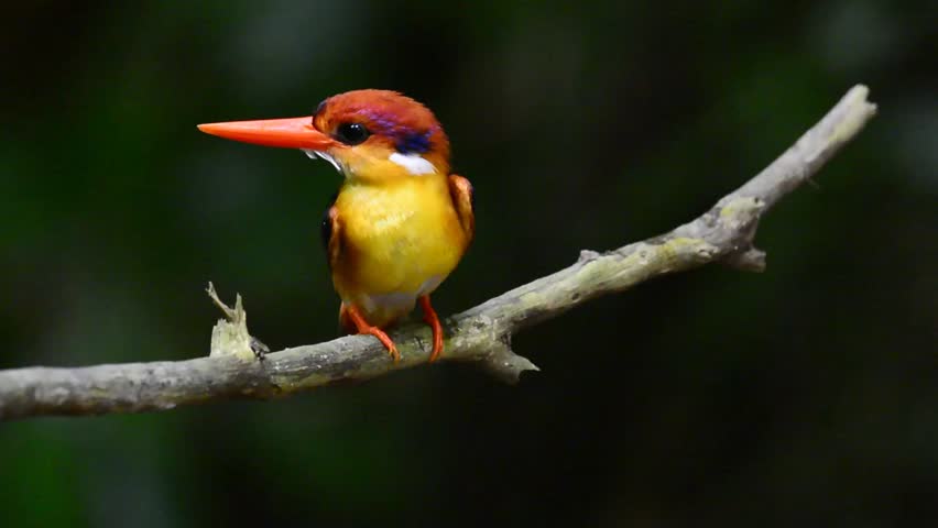 top 28 do birds eat crackers best 28 do birds eat top 28 do birds eat crackers best 28 do birds eat