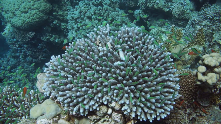 Header of Acropora humilis