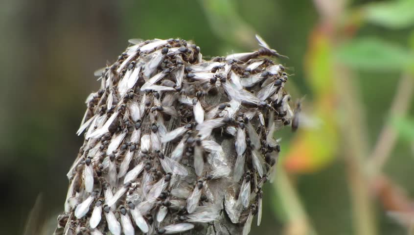 Little Black Ants (monomorium Minimum) Swarming Extreme Close Up. Stock 