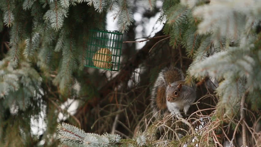 Header of American Red Squirrel