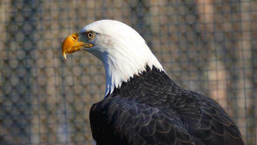 Closeup Of American Bald Eagle With Sound. Rare Footage Of The Bald
