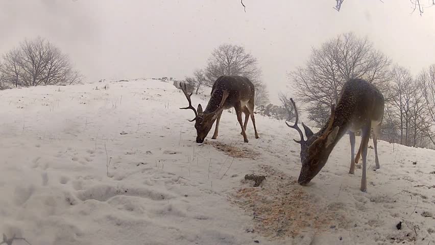 group-of-deer-feeding-on-winter-snow-landscape-hd-stock-video-stock