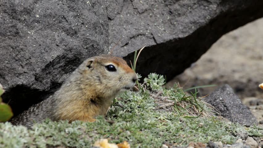 Gopher Stock Footage Video 882355 - Shutterstock