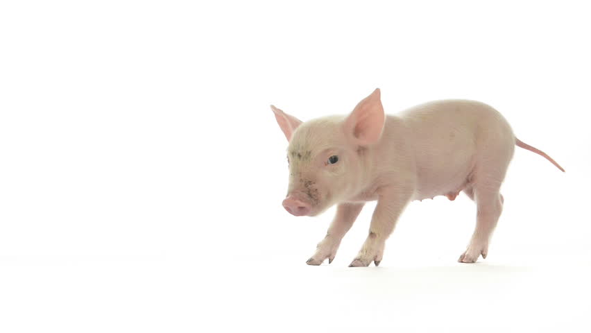 杂食动物视频素材-站酷海洛创意正版图片,视频