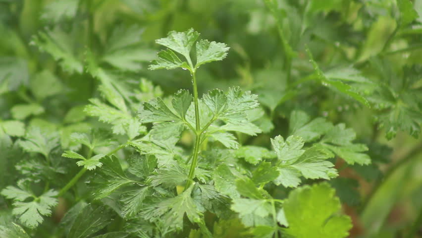 Flat leaf parsley norsk