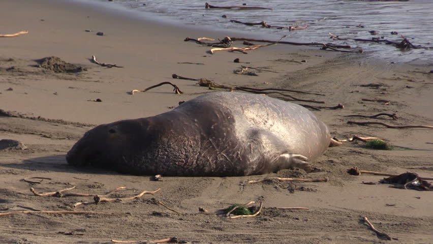 Elephant Seal Male On Beach At Big Sur California Stock Footage Video