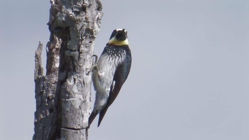 Header of Acorn Woodpecker