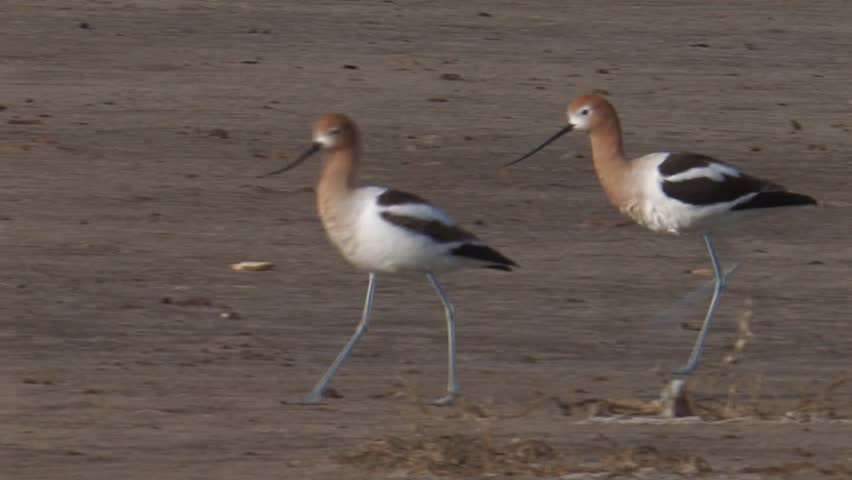 Header of American avocet