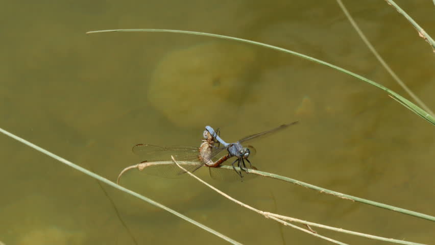 blue dragonflies mating stock footage video 7687393 blue dragonflies mating stock footage video 7687393