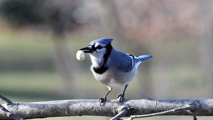 a blue jay shelling and eating a peanut stock footage a blue jay shelling and eating a peanut stock footage