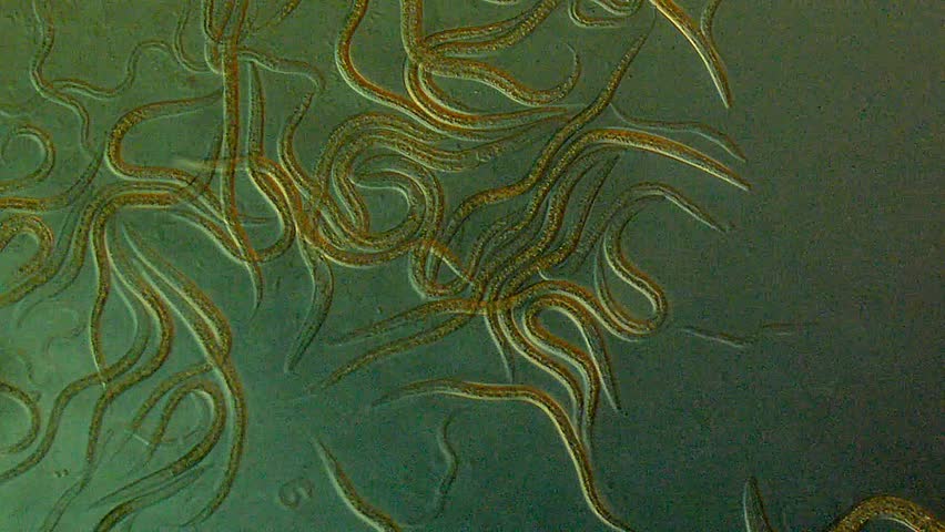 Caenorhabditis Elegans A Free-living Transparent Nematode Roundworm