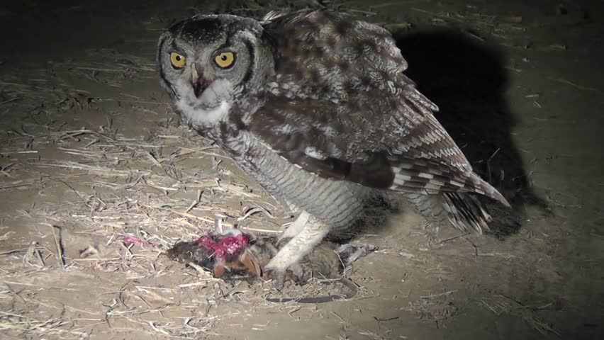 Spotted Eagle-owl Eating An Elephant Shrew At Night Lit Up By A Spot