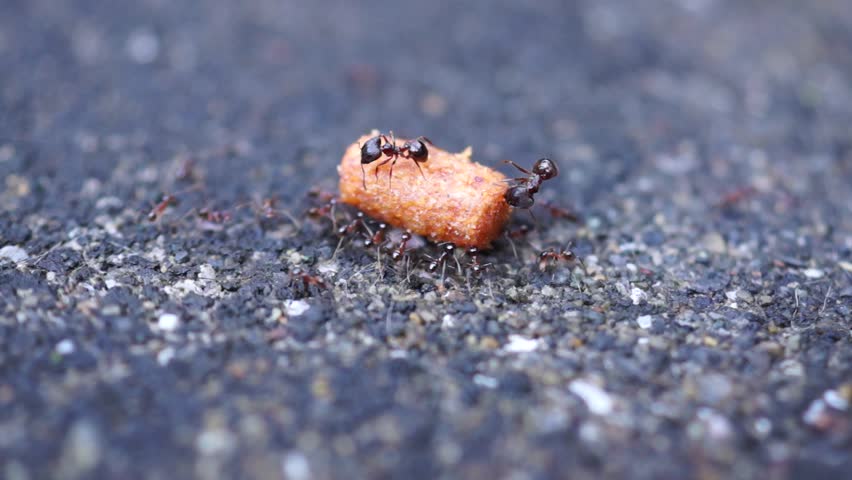 Ants Transporting Food. Stock Footage Video 3860111 - Shutterstock