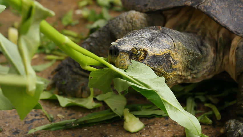 Turtle eating vegetable by human feeding - HD stock footage clip