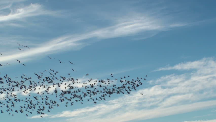 Beautiful Bird Flight Scenic Created In Clouds, Blue Sky. 1920x1080 ...