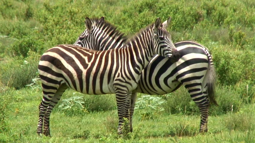 A Zebra Calf Nurses On Its Mother Who Has Lost Her Tail To A Predator ...