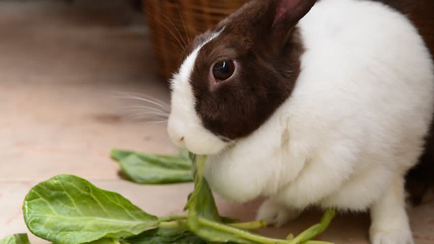 rabbit eating vegetable - HD stock footage clip