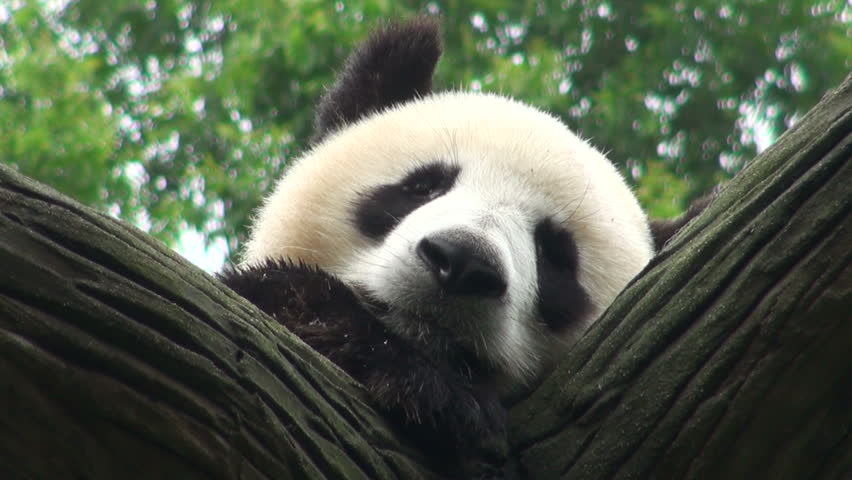 A Panda Bear Is Taking A Rest In A Tree. Stock Footage Video 1131202 ...