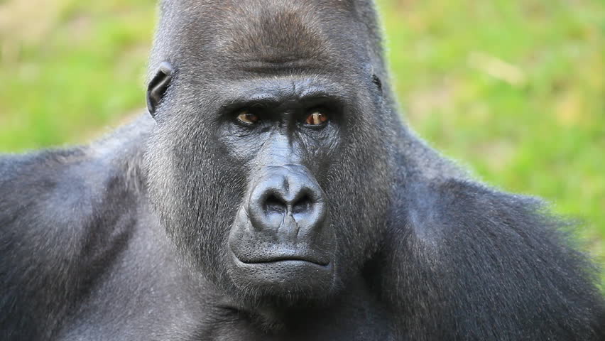 Facial Gesture And Face Caring Of A Gorilla Male, Severe Silverback ...