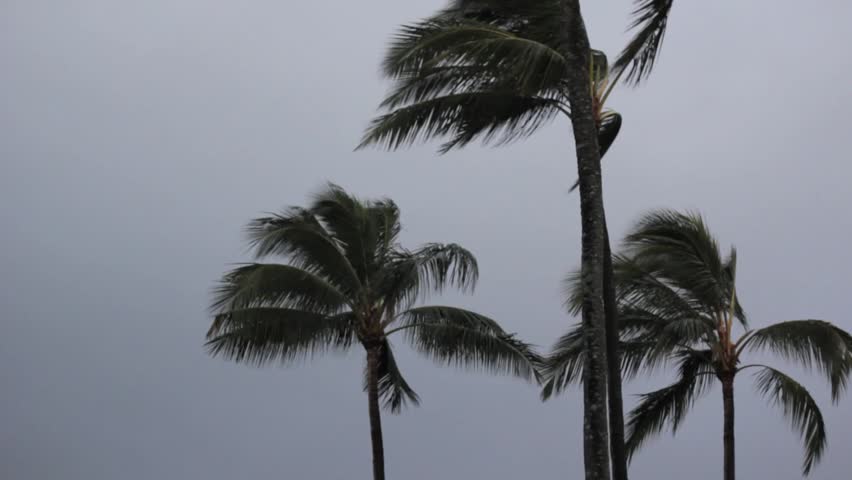 Palm Trees Bending In The Wind From A Hurricane Stock Footage Video ...