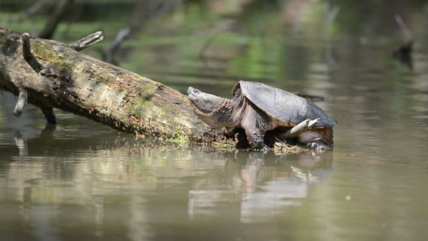 Common Snapping Turtle Basking In The Sun Stock Footage Video 1169443 ...