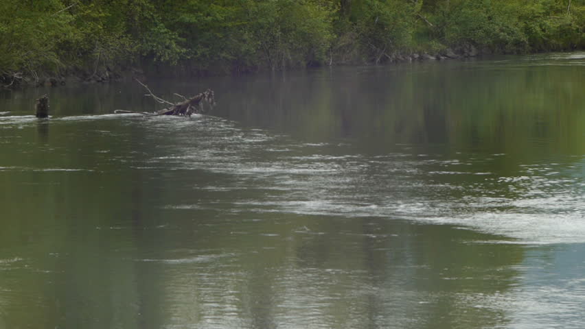 Slow Moving River In Pacific Northwest Stock Footage Video 1194421 ...