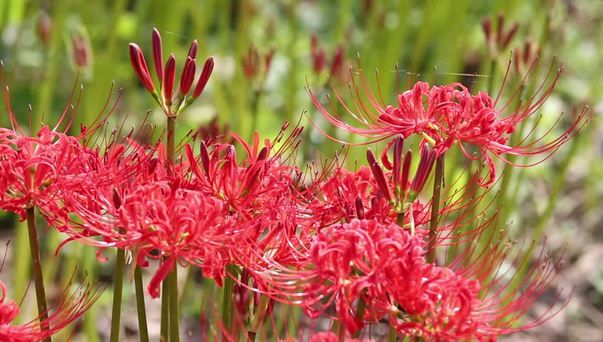 Red spider lily, lycoris radiata, cluster amaryllis, higanbana - HD ...