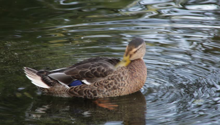 Male Mallard Preening After Mating. Ducks And Other Waterfowl Have An ...