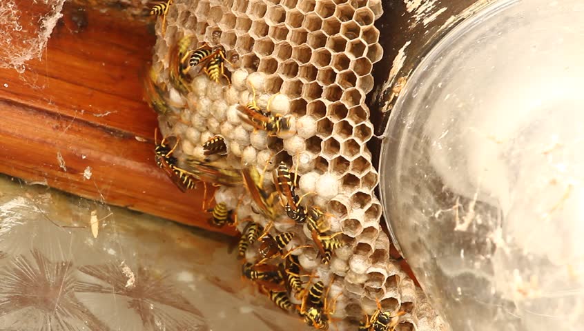 Bees Inside A Beehive Stock Footage Video 1313992 - Shutterstock