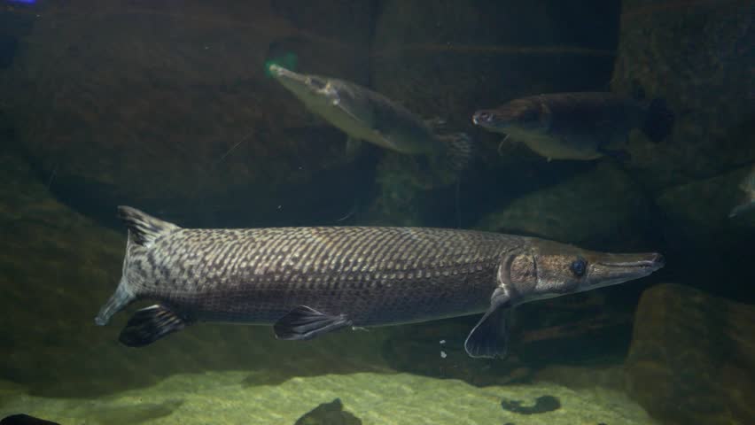 Alligator Gar, Atractosteus Spatula, In Zoo Aquarium, Side View. Stock ...