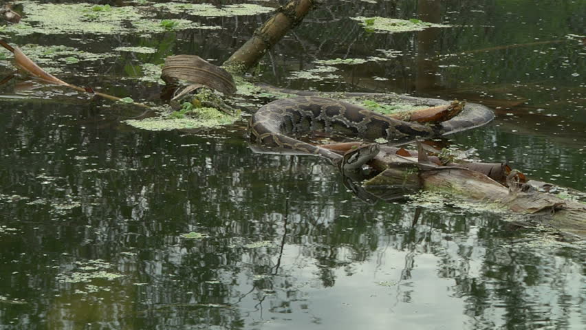 Python In Water Stock Footage Video 1375750 - Shutterstock