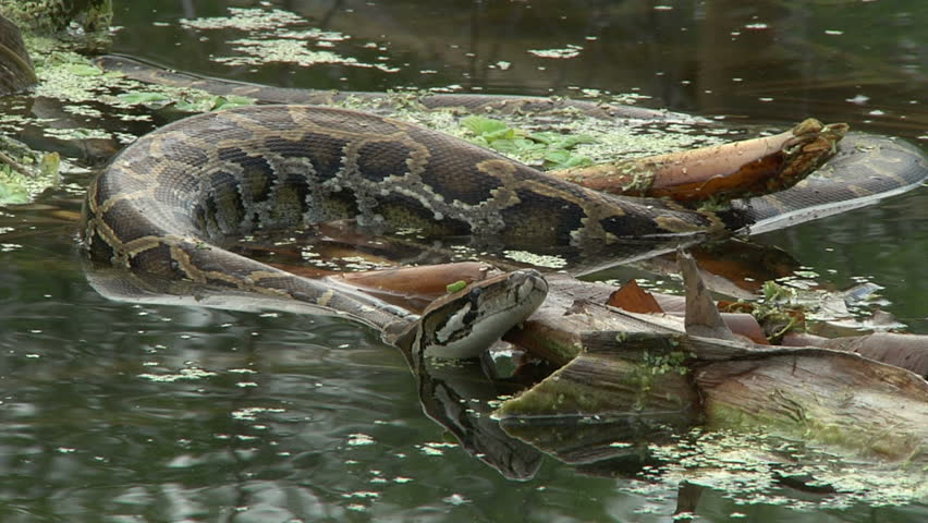Python In Water Stock Footage Video 1375750 - Shutterstock