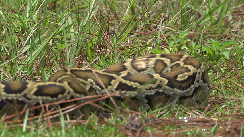 Aggressive Python Striking Stock Footage Video 1376341 - Shutterstock