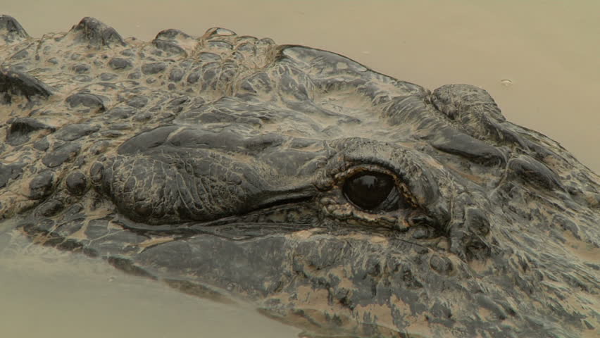 Close Up Of A Fat Crocodile Stock Footage Video 4676174 - Shutterstock