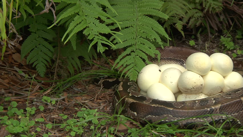 Python With Eggs Stock Footage Video 1394836 - Shutterstock