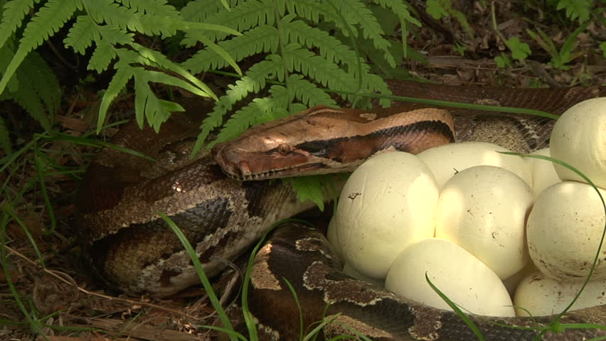 Python With Eggs Stock Footage Video 1394836 - Shutterstock