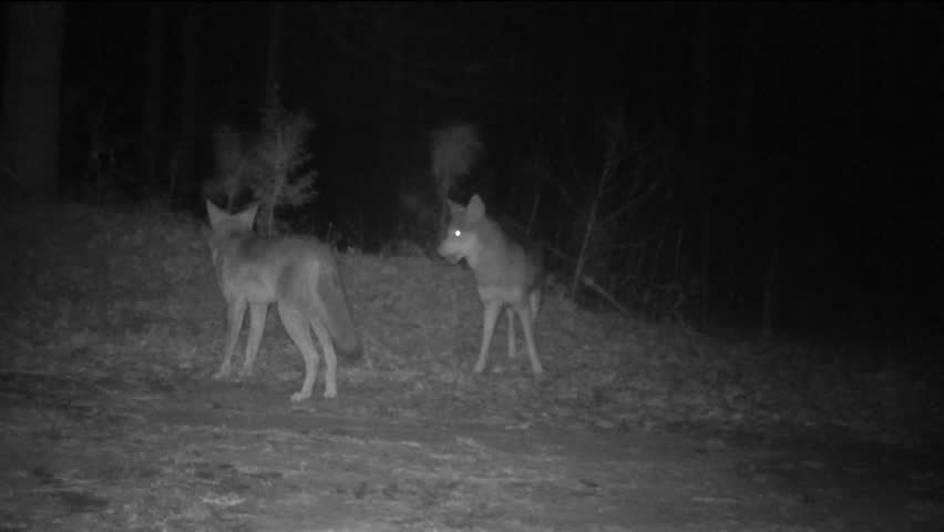 Coyote Digging In Animal Burrow Or Nest. Coyote (Canis Latrans) Is A ...