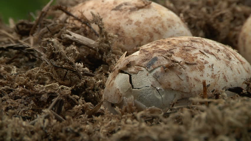 Alligator Eggs Hatch Stock Footage Video 1451332 - Shutterstock