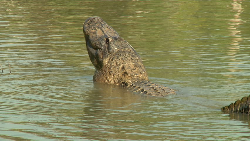 Alligator Mating Call Stock Footage Video 1455661 - Shutterstock