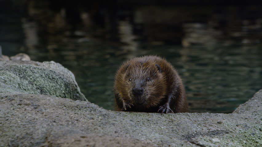 Canadian Beaver In Natural Habitat Stock Footage Video 14855005 ...