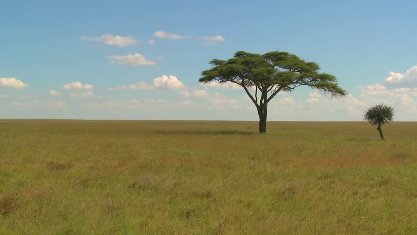 Beautiful Acacia Trees Grown On The African Savannah. Stock Footage ...