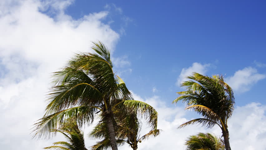 Palm Trees Blowing In The Wind, Miami, Florida Stock Footage Video ...