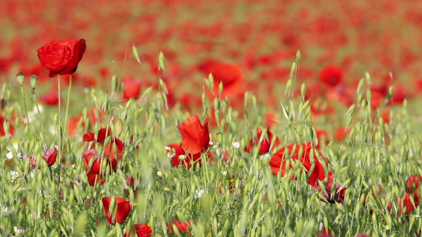 Remembrance Poppy Stock Footage Video - Shutterstock