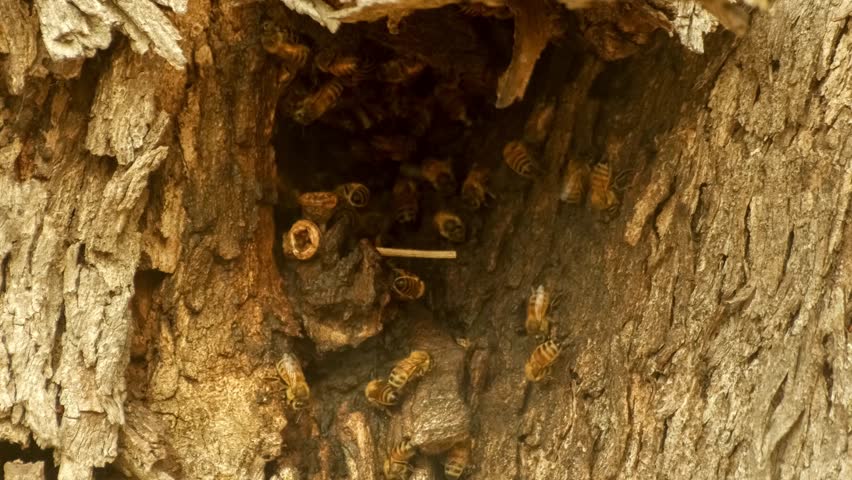 Closeup Of Honey Bees Buzzing And Flying Around Hole In Tree Trunk With ...